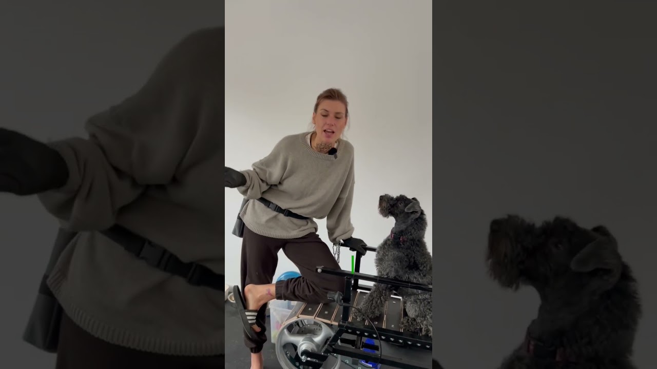 pies nie trzyma moczu pampers youtube