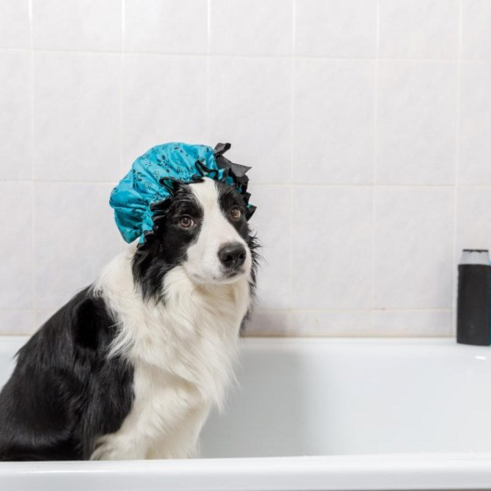 jak zrobić w domu szampon dla psa